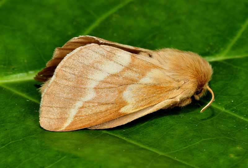 Ciclo vitale di Malacosoma castrense